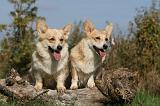 CORGI PEMBROKE 1024
